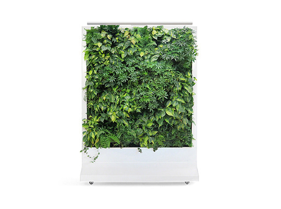 plant wall